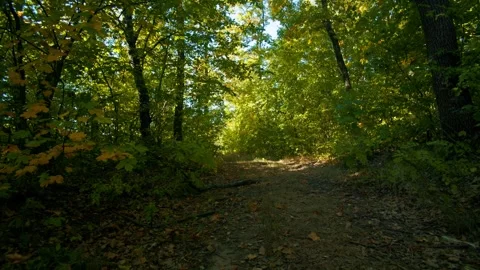 Autumn background of tall tree canopy. Low angle view of golden foliage Stock Footage 347093934