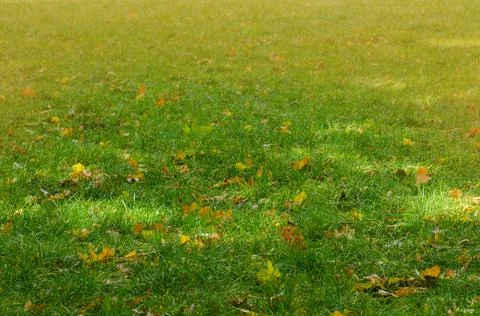 Autumn background texture. Fall leaves in green grass Stock Photos