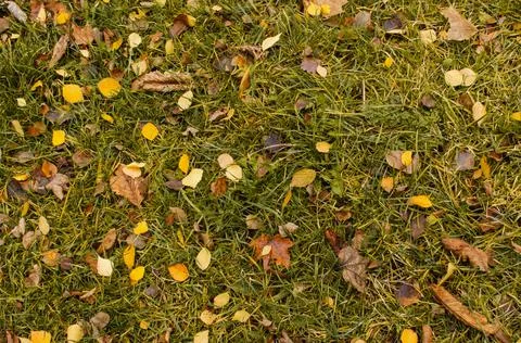 Autumn background texture. Fall leaves in green grass 写真素材