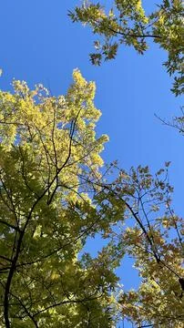 Autumn background, tree branches with yellow leaves against blue sky background Stock Photos