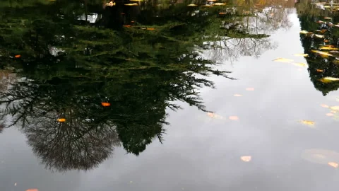 Autumn background. Tree reflection on pond water surface. Vídeos de archivo 170060225