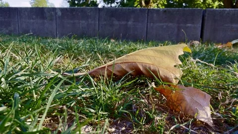 Autumn background video featuring fallen yellow leaves on green grass durin.. Vídeo Stock 345263047