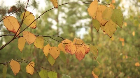 Autumn background video Video stock 55373373