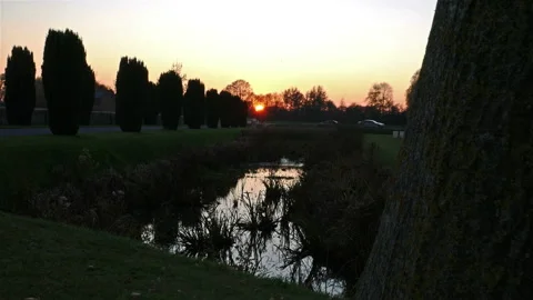 Autumn background in a war cemetery : falling golden leaves under sunset light Stock Footage 98549662