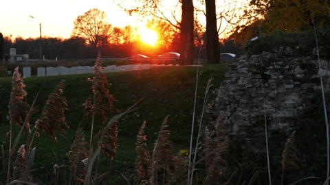 Autumn background in a war cemetery : falling golden leaves under sunset light Stock Footage 98559035