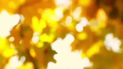 Autumn Background without Focus 스톡 동영상 106485295