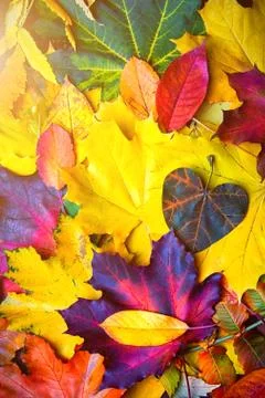 Autumn background of yellow and colored leaves, Stock Photos