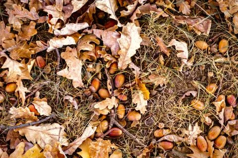 Autumn background of yellow and colored leaves, cones and nuts. place for text. Stock Photos