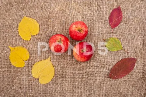 Autumn background yellow and Red leaves of berries fruits fall Stock Photos