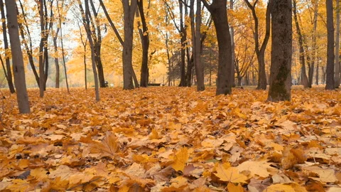 Autumn background of yellow leaves Stock Footage 87166350