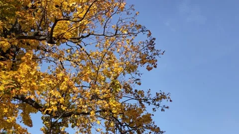 Autumn background with yellow maple foliage against the blue sky. Stock Footage 160192026