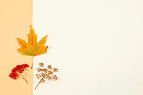 Autumn background with yellow maple leaf and rowan berries. Yellow pastel bac Foto stock