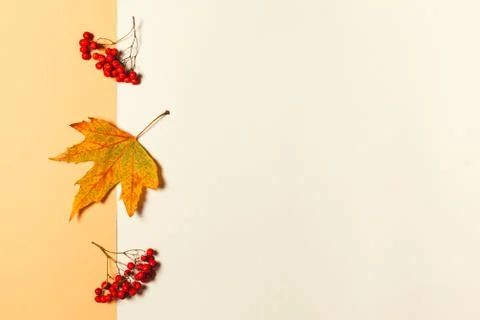 Autumn background with yellow maple leaf and rowan berries. Yellow pastel bac Stock Photos