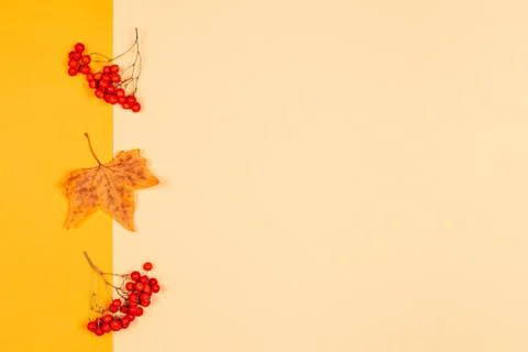 Autumn background with yellow maple leaf and rowan berries. Yellow pastel bac Stock Photos