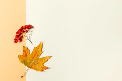 Autumn background with yellow maple leaf and rowan berries. Yellow pastel bac 스톡 사진