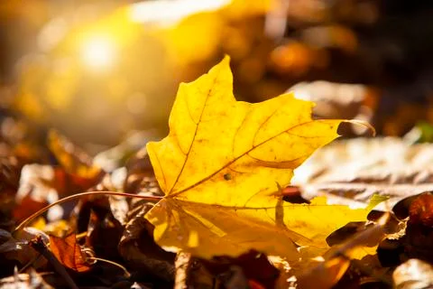 Autumn background. Yellow maple leaf lit by the sun Stock Photos