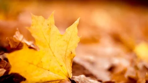 Autumn background. Yellow maple leaf against the background of blurred yellow Stock Photos
