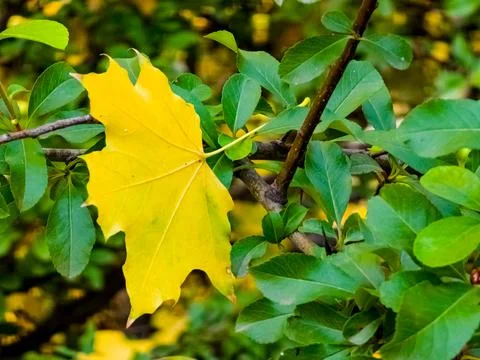 Autumn background. Yellow maple leaf on green barberry branches Stock Photos
