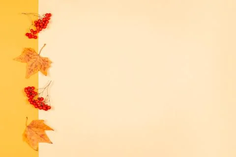 Autumn background with yellow maple leaves and rowan berries. Yellow pastel b Foto stock