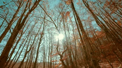 Autumn backlit forest trees tracking shot Stock Footage 89736639