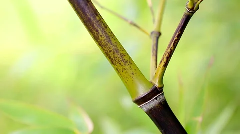 Autumn bamboo trunk in forest Stock Footage 36102180