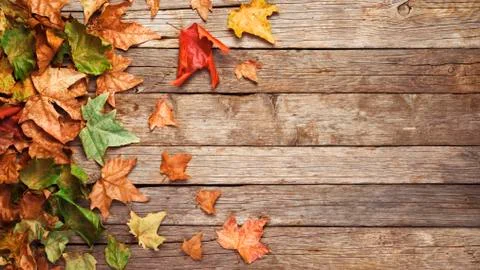 Autumn banner Stock Photos