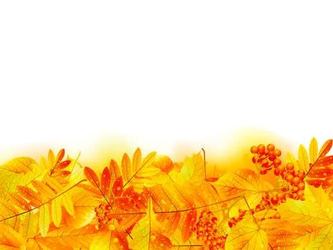 Autumn banner template with maple leaf. Stock Illustration