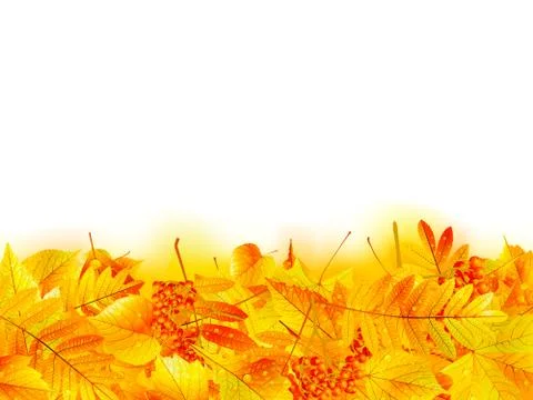 Autumn banner template with maple leaf. Stock Illustration