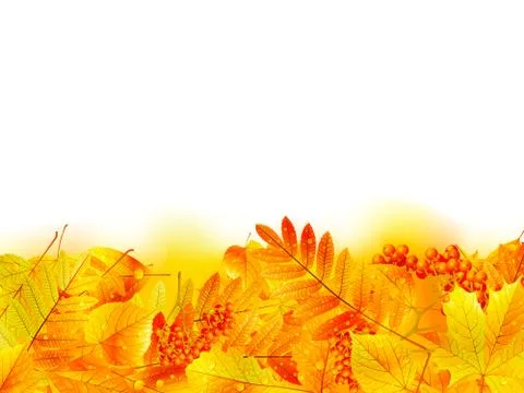 Autumn banner template with maple leaf. 스톡 일러스트