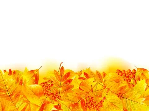 Autumn banner template with maple leaf. Stockillustratie