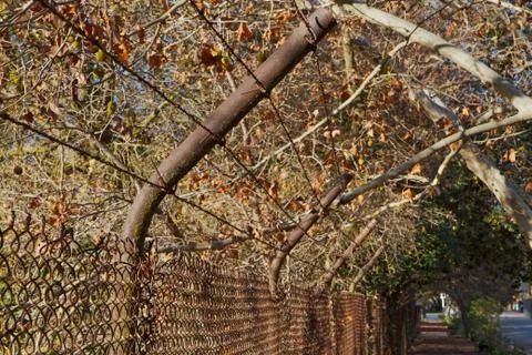 Autumn barbed wire Stock Photos