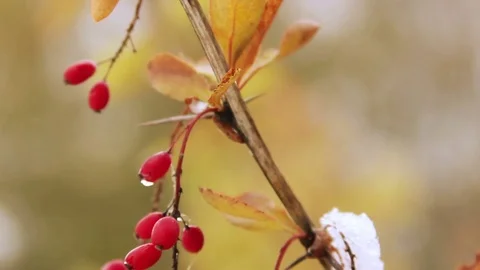 Autumn barberry Stock Footage 71480462