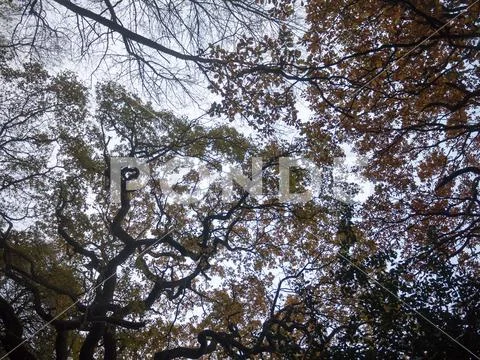 Autumn bare branches overcast dull dark forest wood yellow leaves fall Stock Photos