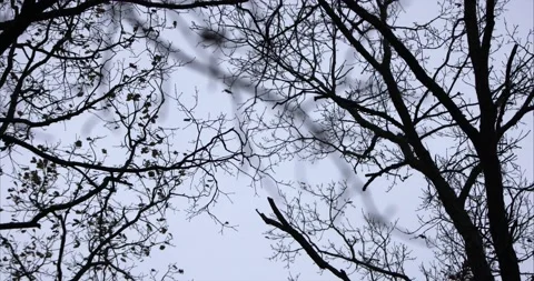 Autumn bare branches sway in the wind Video stock 131225669