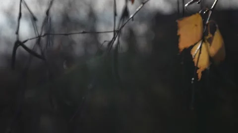 Autumn bare tree with single leaves. Stock Footage 260422565