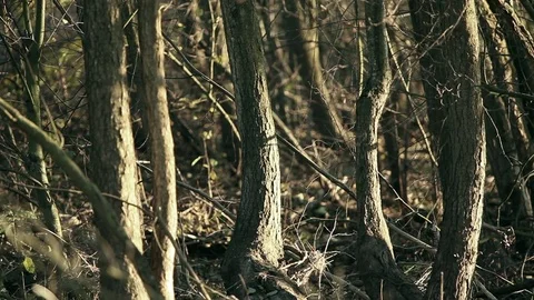 Autumn bare trees without foliage Stock Footage 81808298