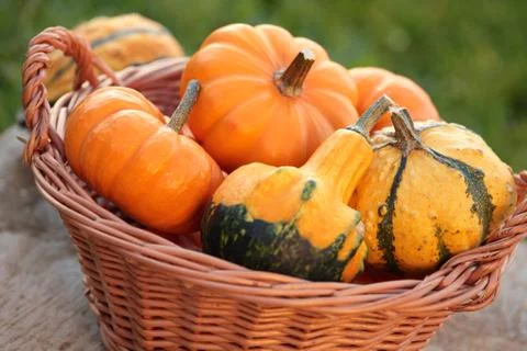 Autumn basket Stock Photos