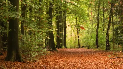 Autumn, beautiful forest path with falling leaves Stock-Footage 289231823