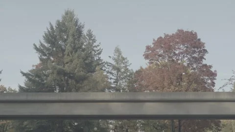 Autumn Beautiful Trees with empty skytrain track Stock Footage 282504601