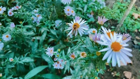 Autumn. The bee makes its last flight around the autumn flowers. Stock Footage 288025918