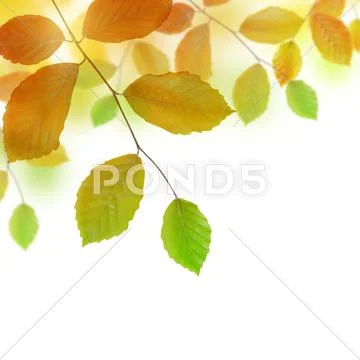 Autumn beech branch with colorful leaves Stock Photos