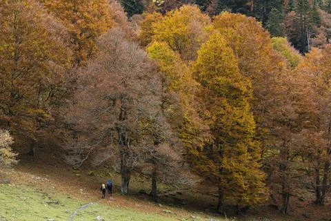 Autumn beech forest in Artiga de Lin Autumn beech forest in Artiga de Lin,... Stock Photos