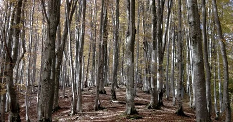 Autumn in Beech Forest. Beautiful Trees During Fall of the Leaf. Stock Footage 71791458