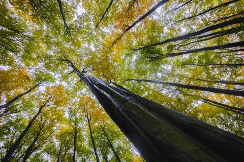 Autumn Beech Forest Canopy from Below Stock Photos