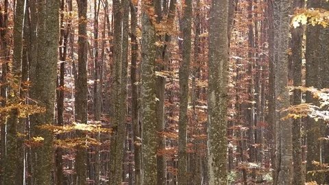 Autumn beech forest with dried leaves falling on wind Stock-Footage 73956264