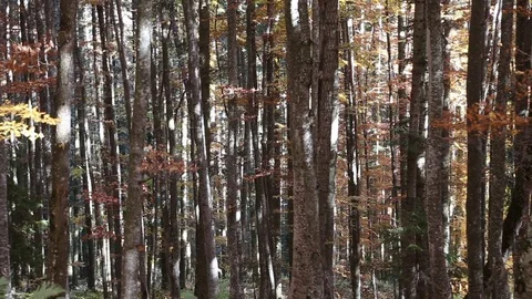 Autumn beech forest Stock Footage