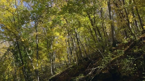 Autumn beech forest Video stock 106577678