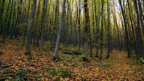 Autumn beech forest Stock Footage 118004995