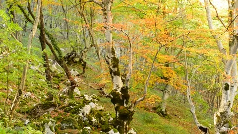 Autumn in the beech forest 库存影片 135447260