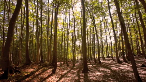 Autumn Beech Forest Stock-Footage 331989783
